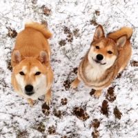 Pets and Vets as Partners ico
