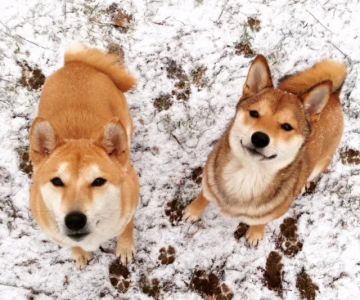 Pets and Vets as Partners