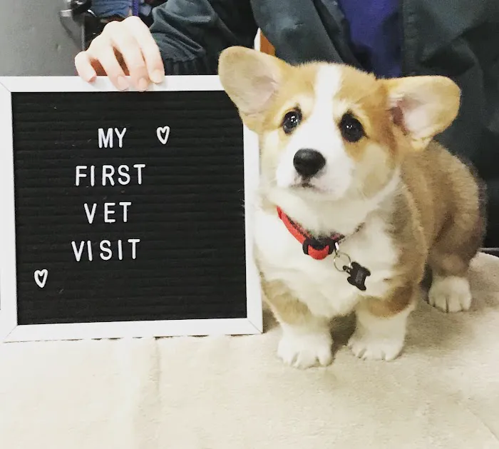Pets and Vets as Partners 12