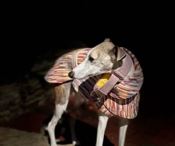 Le Dog Wear