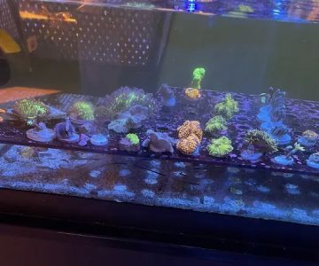 Reef Gurus