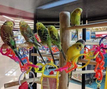 Petco
