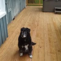 Blair Animal Clinic ico