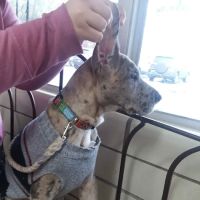Animal Family Vet Care Center of Paris ico