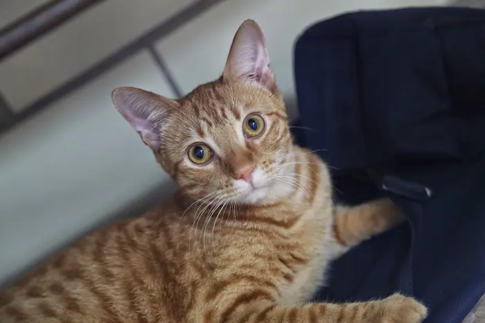 Animal Family Vet Care Center of Paris 12