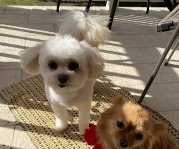 EarthWise Pet Supply & Grooming