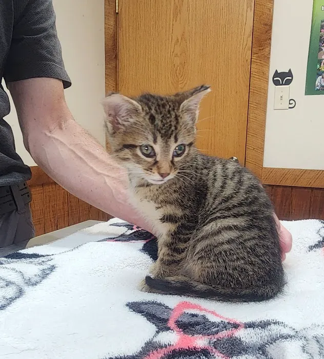 Animal Care Clinic 12