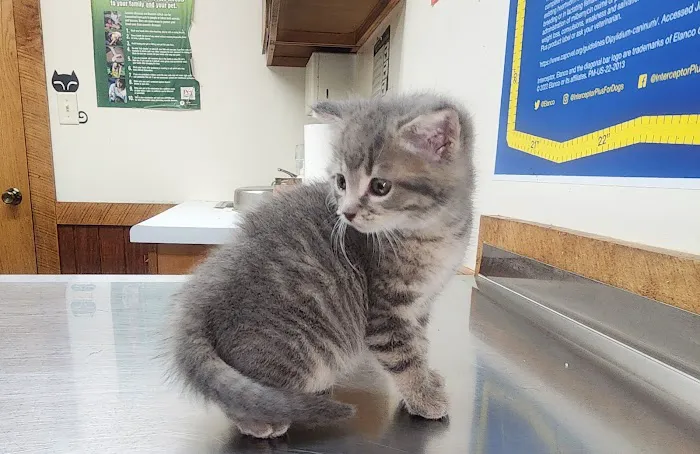 Animal Care Clinic 12