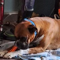 Animal Care Clinic ico