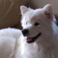 Farm & Family Veterinary Service ico