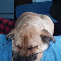 Danville Small Animal Clinic: Hankins Linda DVM ico