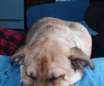 Danville Small Animal Clinic: Hankins Linda DVM