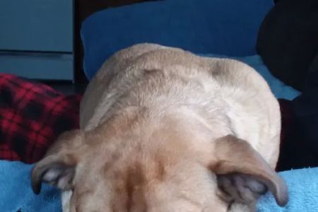 Danville Small Animal Clinic: Hankins Linda DVM