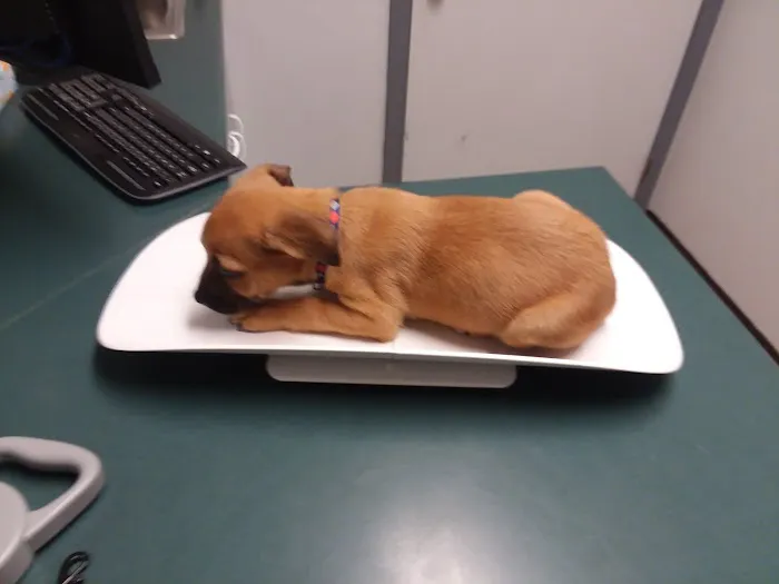 Danville Small Animal Clinic: Hankins Linda DVM 12