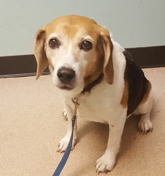 Danville Small Animal Clinic 12