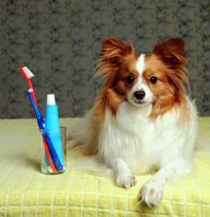 Danville Small Animal Clinic 12