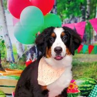 Danville Small Animal Clinic ico