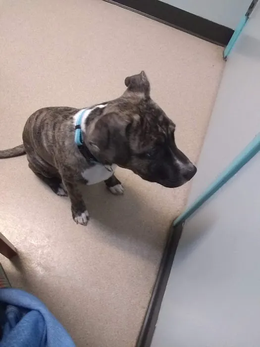 Danville Small Animal Clinic 12