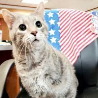Robinson Hospital for Animals ico