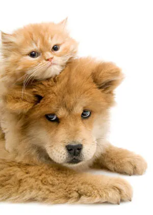 Robinson Hospital for Animals 12