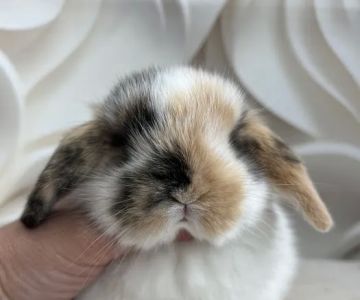 Bunnies Along the River