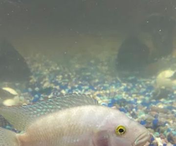 Z Fishroom