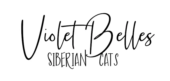 Violet Belles Siberian Cats 12