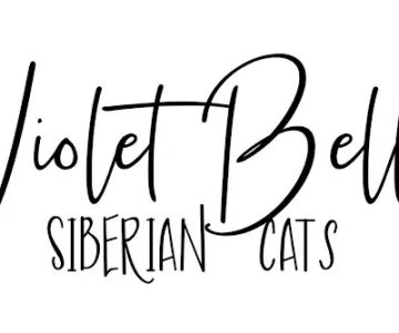 Violet Belles Siberian Cats