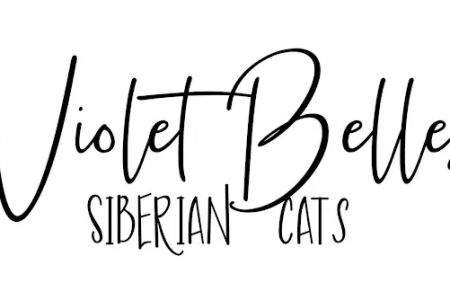 Violet Belles Siberian Cats