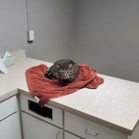 Southgate Veterinary Clinic ico