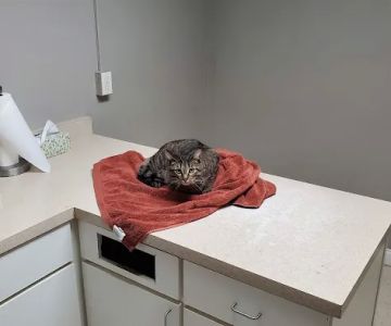Southgate Veterinary Clinic