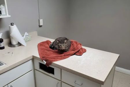 Southgate Veterinary Clinic