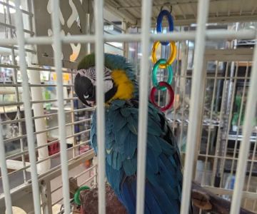 Boiling Springs Pet World