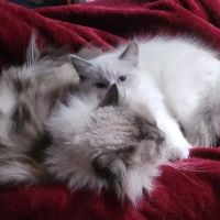 Jasper Pet Clinic ico