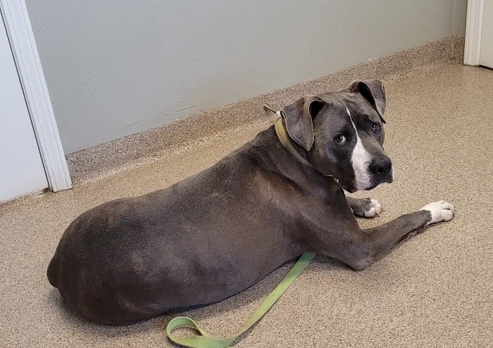 Animal Medical Center of Dubois 12