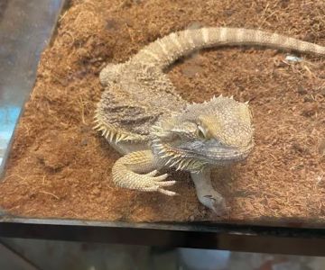 A Pet U Bet