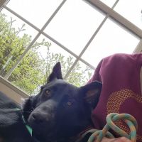 Farmersville Veterinary ico