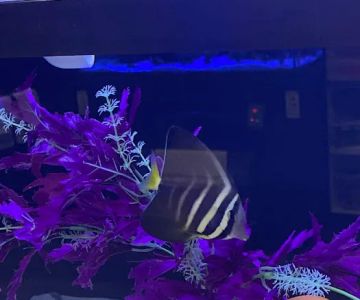 Skip’s Reef Supply