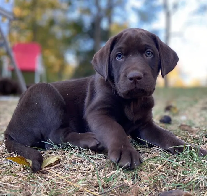 Shiloh Animal Hospital 1