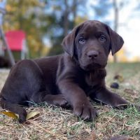Shiloh Animal Hospital ico