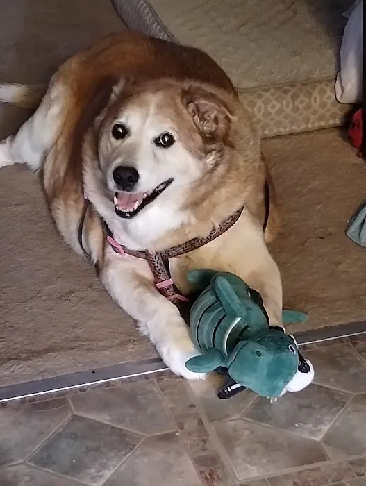 Shiloh Animal Hospital 10