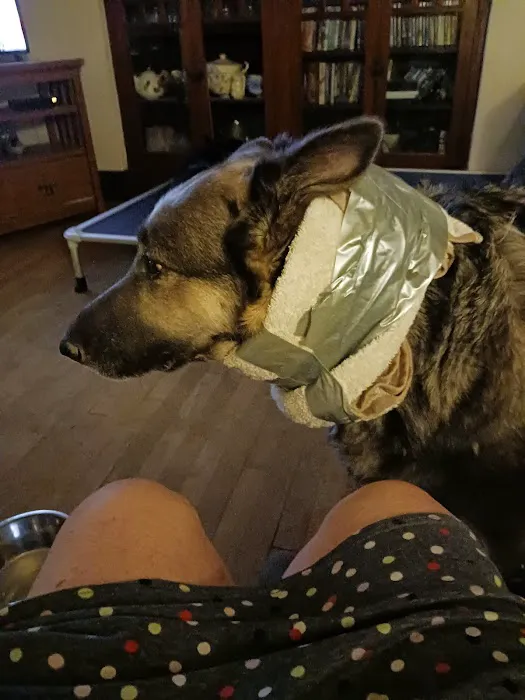 Shiloh Animal Hospital 8