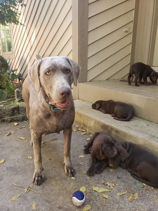 Shiloh Animal Hospital 3