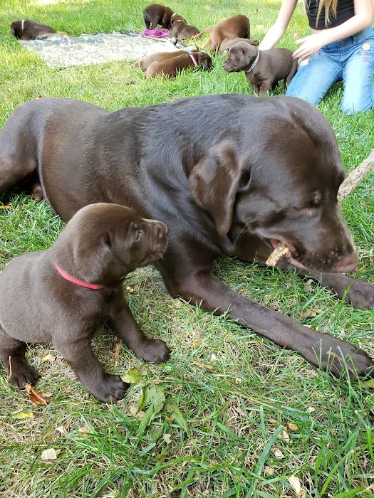 Shiloh Animal Hospital 2