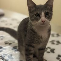 Gem City Vet ico