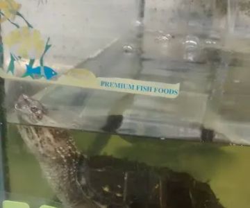 Aquarium & Imports Inc.