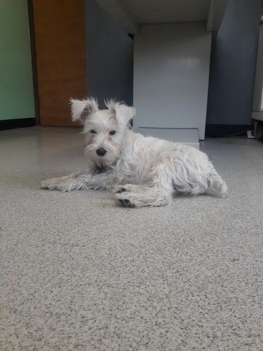 North Main Animal Clinic 12