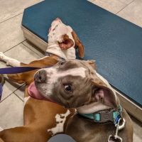 North Main Animal Clinic ico