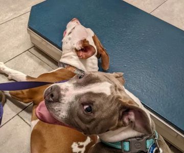 North Main Animal Clinic