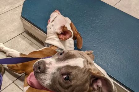 North Main Animal Clinic